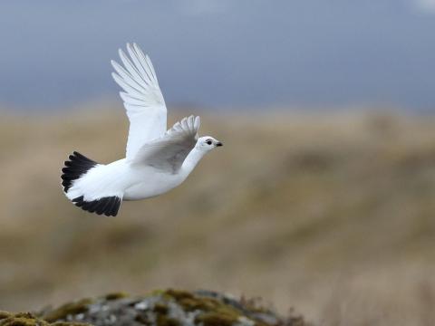 Rjúpa, fullorðinn kvenfugl við Vogastapa, 23. apríl 2020. 