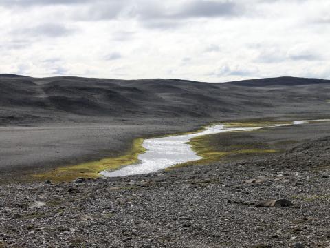 Gróður á hálendi Íslands