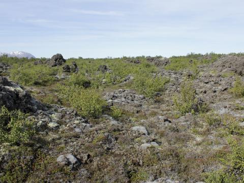 Kjarrskógavist í Aðaldalshrauni í Suður-Þingeyjarsýslu