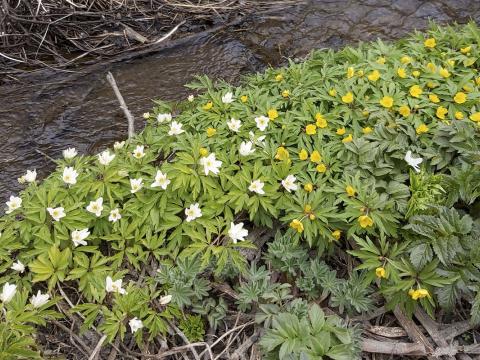 Slæðingarnir skógarsóley, Anemone nemorosa, og gullsnotra, Anemone ranunculoides, í Vaðlareitnum í Eyjafirði