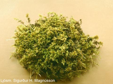 Tildurmosi (Hylocomium splendens)