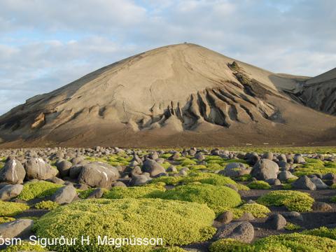 Fjöruarfi á norðurtanga Sursteyjar, móbergsfjallið Austurbunki að baki