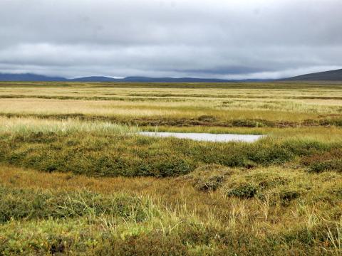 Frá Miklumýrum, rimar með fjalldrapa og lynggróðri en lægir með hengistör o.fl. votlendistegundum