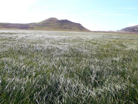 Gulstararflói við Krísuvík