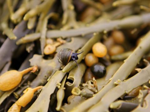 Þangdoppa (Littorina obtusata) eru algeng tegund snigla í íslenskum fjörum
