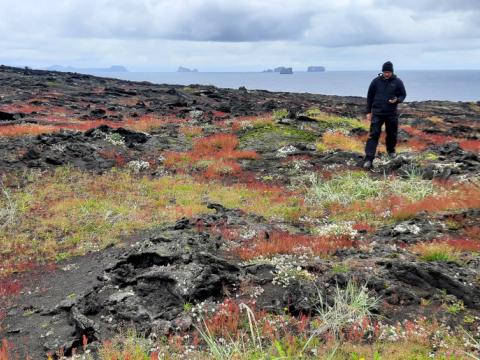Gróður í jaðri máfavarps í Surtsey í júlí 2021