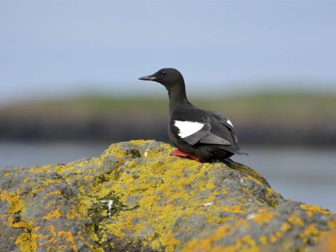 Teista í Breiðafirði