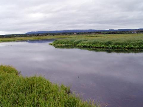 Hóp við Ferjubakkaflóa