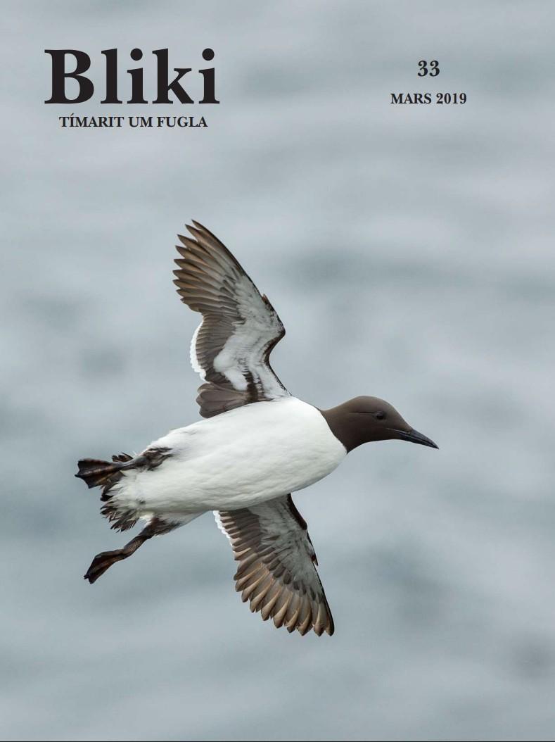 Bliki: Journal on Icelandic Birdlife | Náttúrufræðistofnun