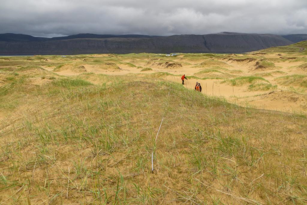 Strandmelhólavist | Náttúrufræðistofnun