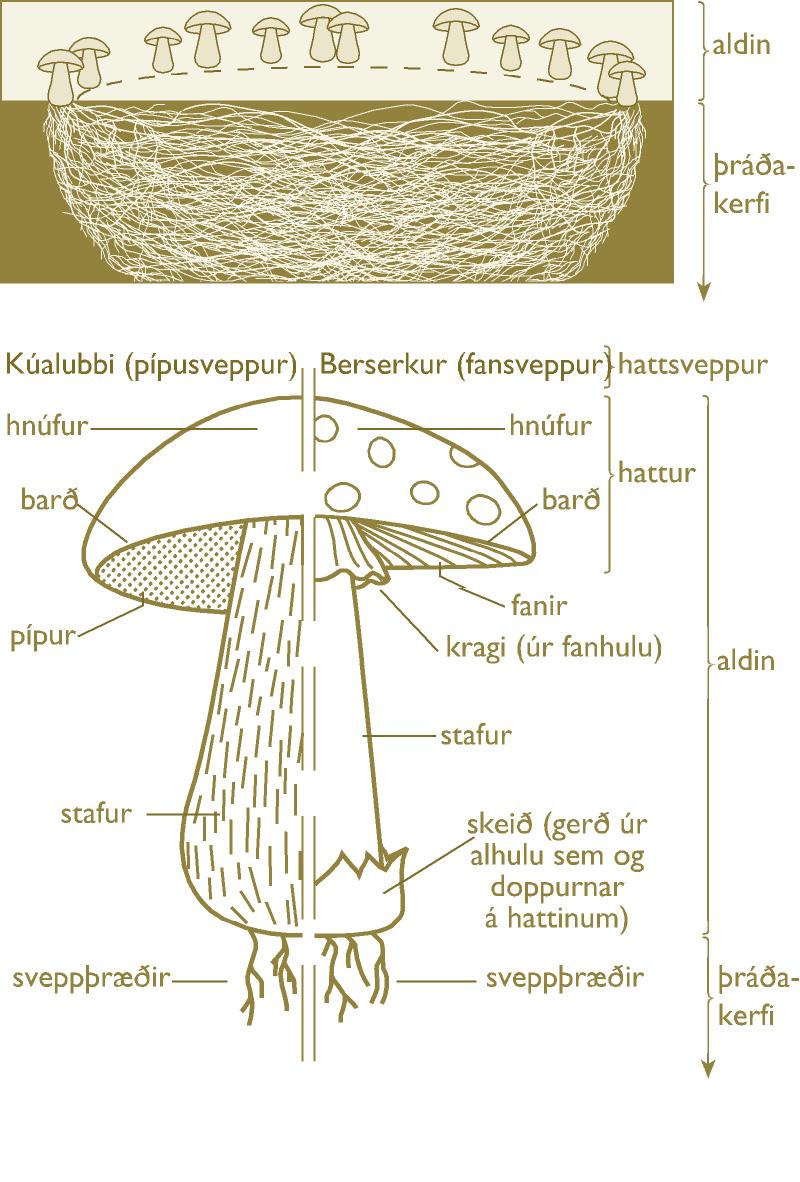 Sveppir | Náttúrufræðistofnun Íslands