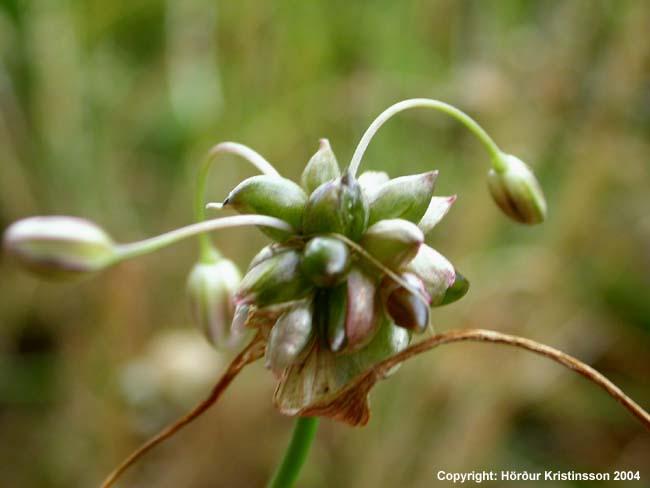 Mynd af Villilauk (Allium oleraceum)