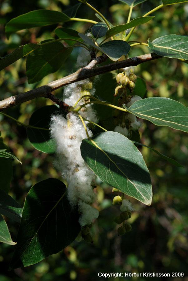 Mynd af Alaskaösp (Populus trichocarpa)