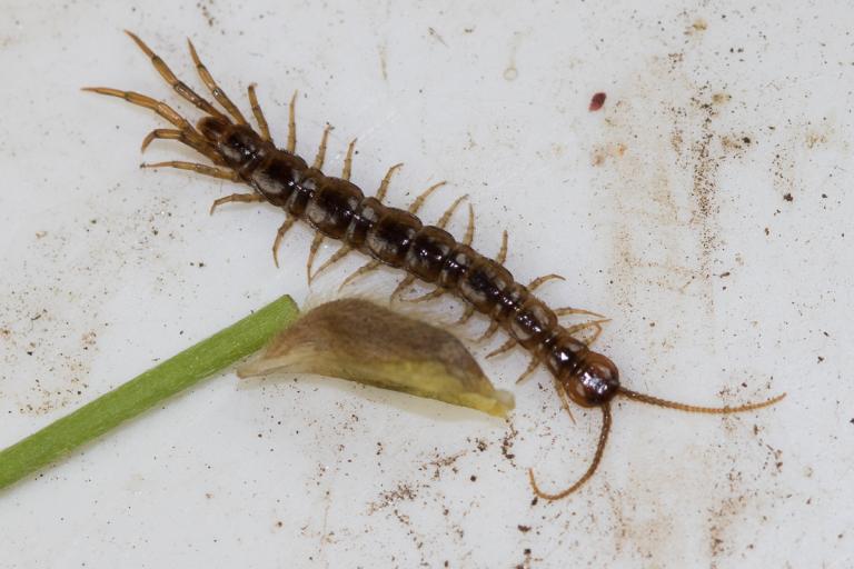 Bakkafætla - Lamyctes emarginatus Bakkafætla - Lamyctes emarginatus