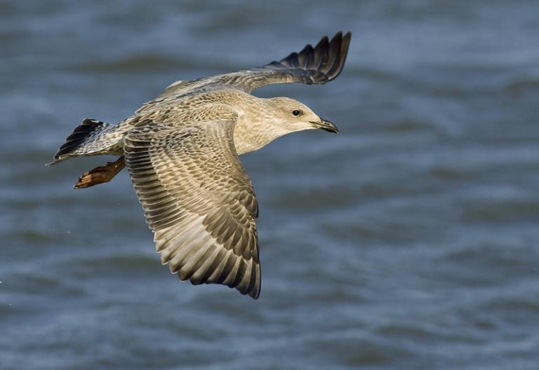 Silfurmáfur, ungfugl (Larus argentatus)