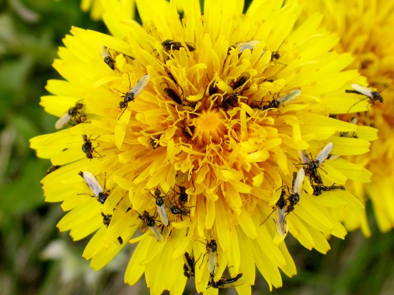 Sóttarlöpp - Dilophus femoratus