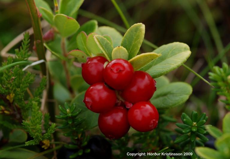 Mynd af Rauðberjalyngi (Vaccinium vitis-idaea)