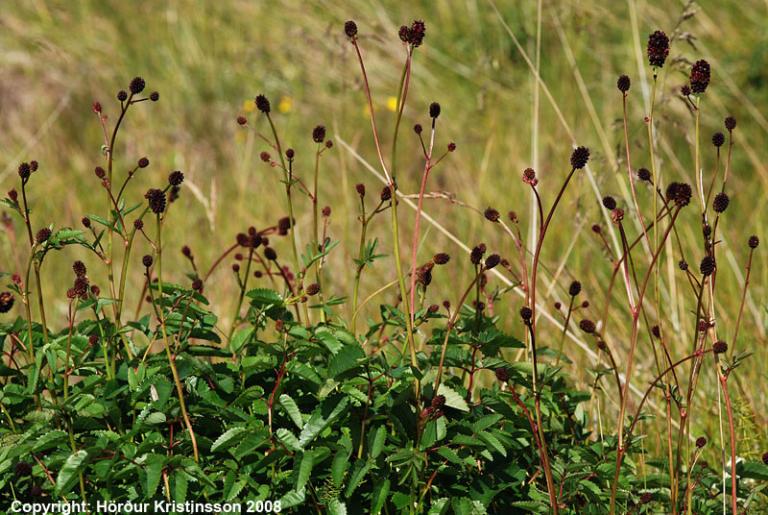 Mynd af Blóðkolli (Sanguisorba officinalis)