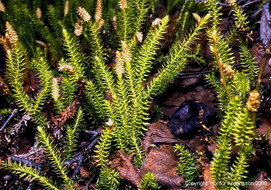 Mynd af Burstajafna (Lycopodium clavatum)
