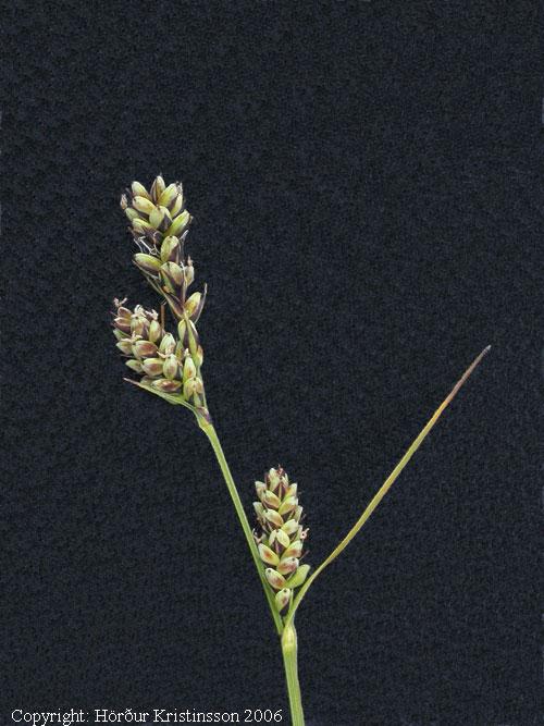 Mynd af hrísastör (Carex adelostoma)