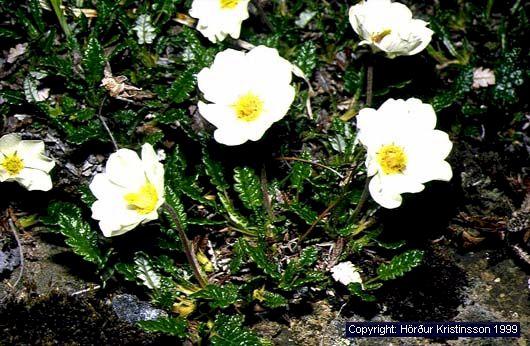 Mynd af Holtasóley (Dryas octopetala)