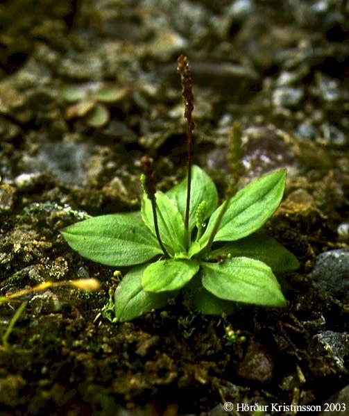Mynd af Græðisúru (Plantago major)