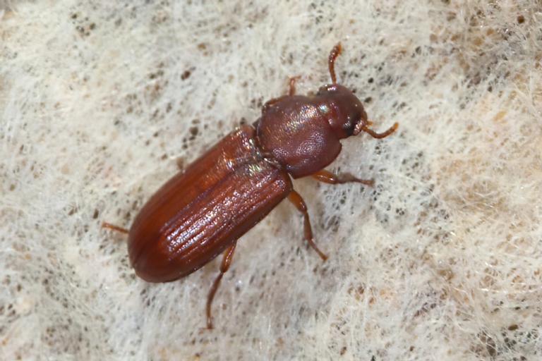 Sterkjubjalla – Tribolium confusum Sterkjubjalla – Tribolium confusum
