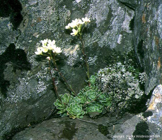 Mynd af Bergsteinbrjóti (Saxifraga paniculata)