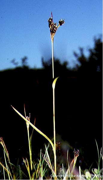 Mynd af Vallhæru (Luzula multiflora)