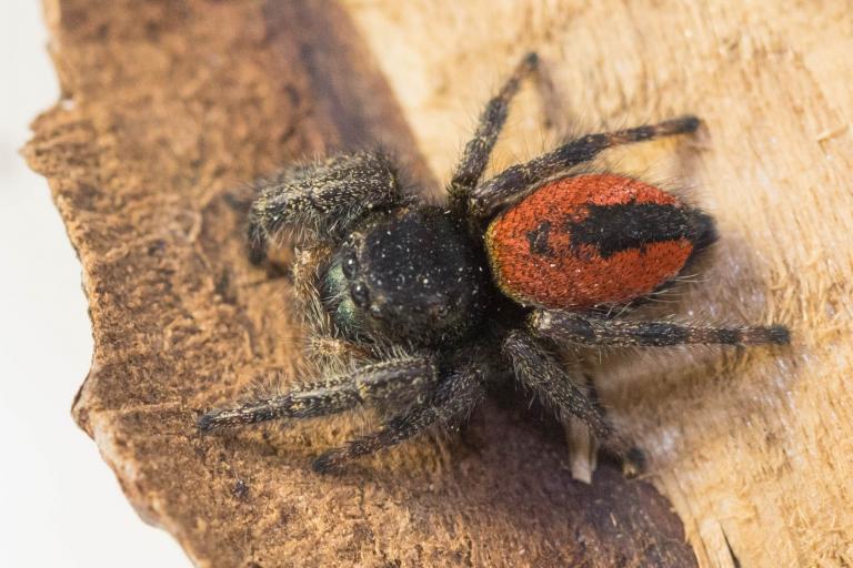 Þrúgukönguló – Phidippus johnsoni
