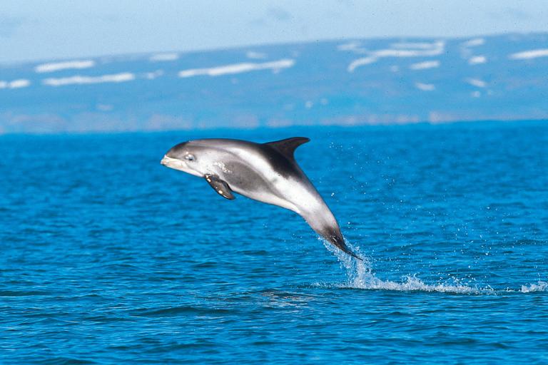 Hnýðingur (Lagenorhynchus albirostris)
