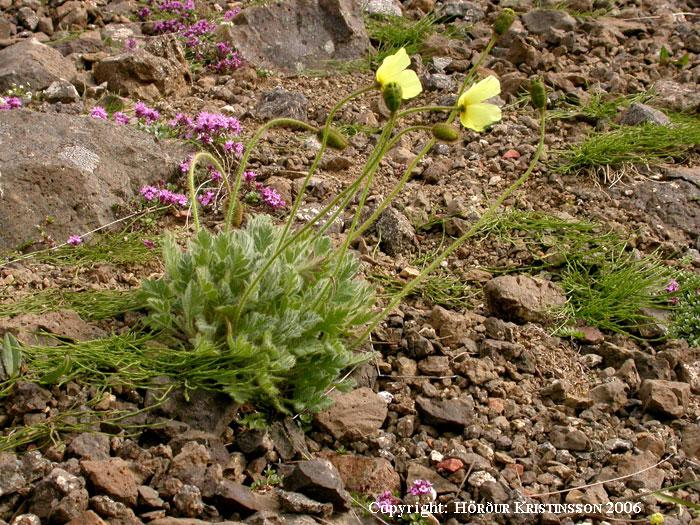 Mynd af Melasól (Papaver radicatum)