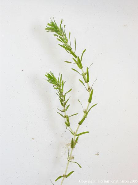 Mynd af Haustbrúðu (Callitriche hermaphroditica)