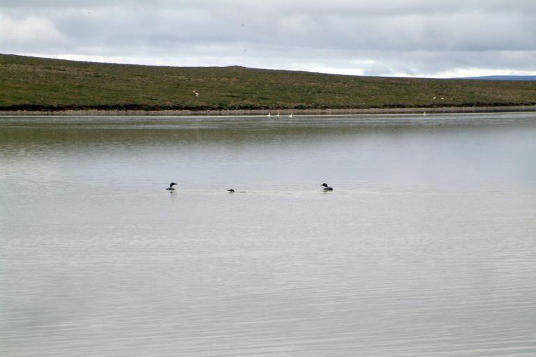 Smalatjörn á Auðkúluheiði Smalatjörn á Auðkúluheiði