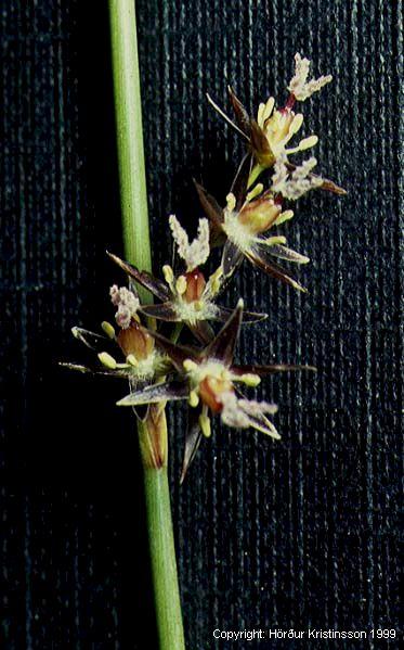 Mynd af Hrossanál (Juncus arcticus)