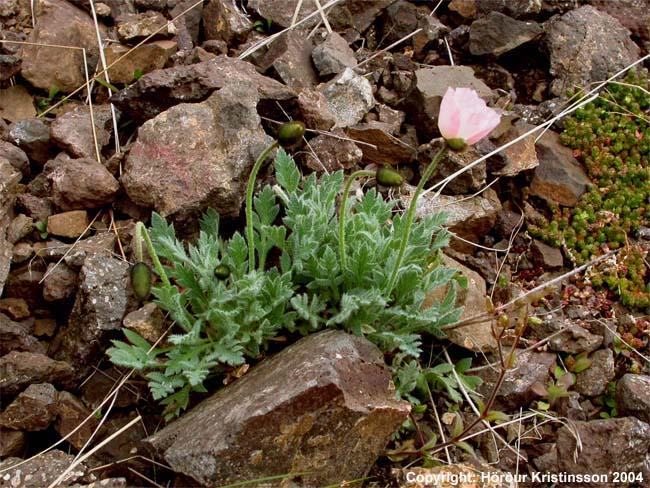 Stefánssól (Papaver radicatum ssp. stefanssonii) Stefánssól (Papaver radicatum ssp. stefanssonii)