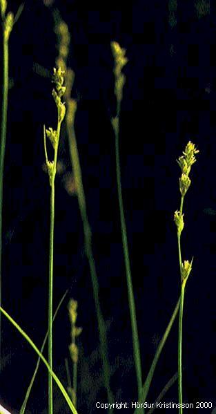 Mynd af Línstör (Carex brunnescens)