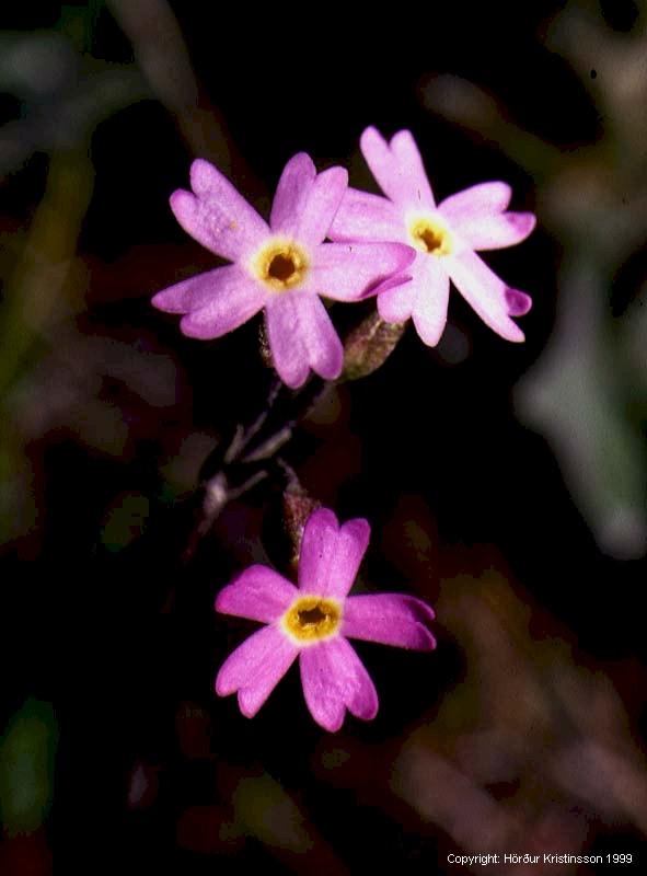 Mynd af Maríulykli (Primula stricta)