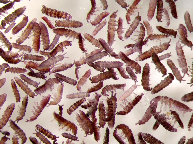 Mordýr – Collembola