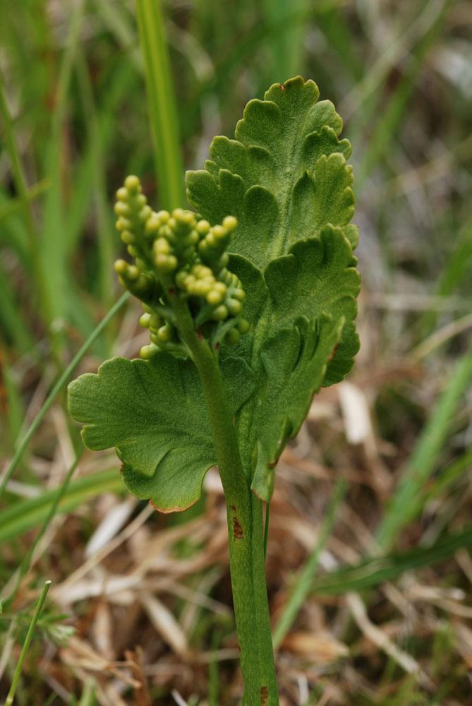 Mynd af Mánajurt (Botrychium boreale)