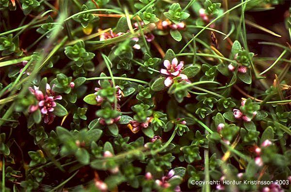Mynd af Sandlæðingi (Glaux maritima)