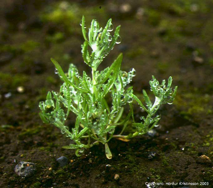 Mynd af Grámyglu (Gnaphalium uliginosum)