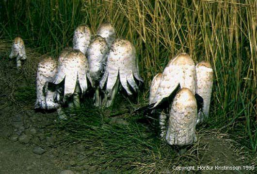 Mynd af Ullblekli (Coprinus comatus)