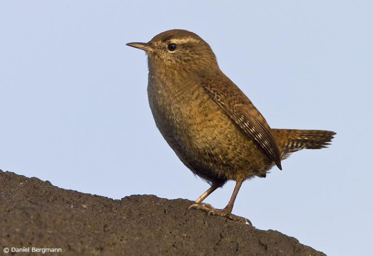 Músarrindill (Troglodytes troglodytes)