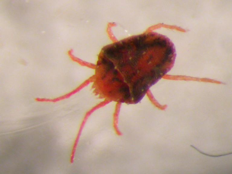 Grasmítill – Bryobia praetiosa