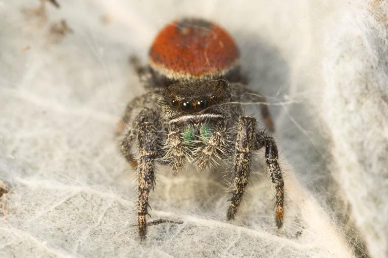 Þrúgukönguló – Phidippus johnsoni