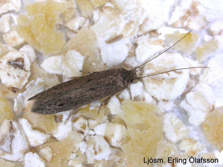 Húsmotti - Hofmannophila pseudospretella