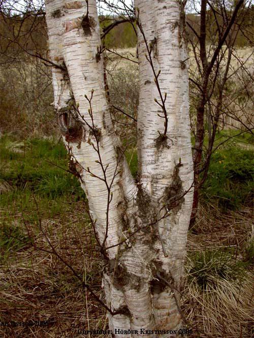 Mynd af Birki (Betula pubescens)