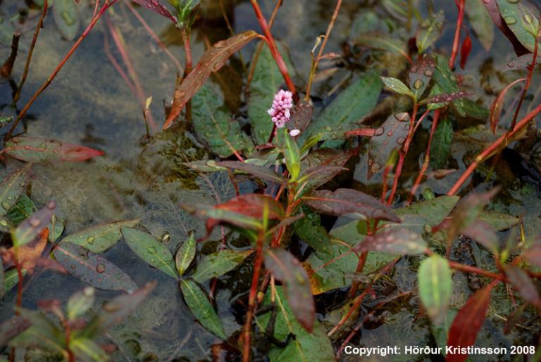 Mynd af Tjarnablöðku (Persicaria amphibia)
