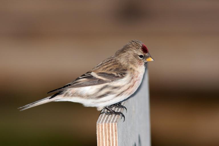 Auðnutittlingur (Acanthis flammea)